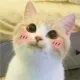 BLUSH CAT >:3