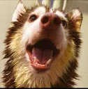 feli