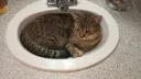 sink cat