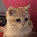 cat nod