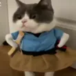 Cat Fed Up
