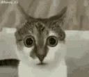 Bugeyecat