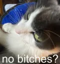 no bitches