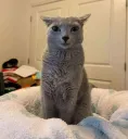 cat stare