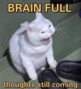 Cat Brain