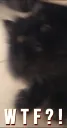 CattoWTF