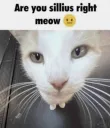 are_you_sillius_right_meow