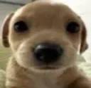 cutedog