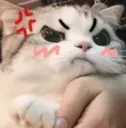 cattoangry