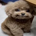 whimsy mulch dog /blueemojis