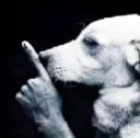 shhh dog /blueemojis