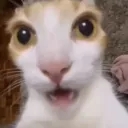 Shocked Cat