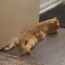 sploot