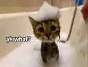 Cat in bath gg/rxku