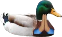 duck_bless