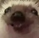 hedgehog-grin