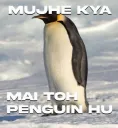 FWWF_Penguin hu