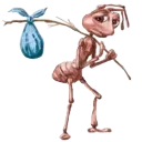 ant