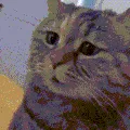 sad cat