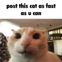 fast cat