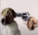 Perro oh no