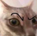 Cat sus