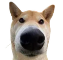 dogsniff