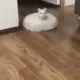 cat_roomba