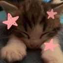 star kitty | .gg/bleachbot