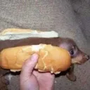 hotdog