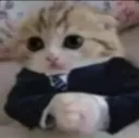Business Cat