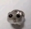 Sad hamster