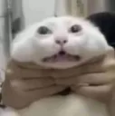 cat choke
