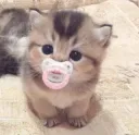 baby cat