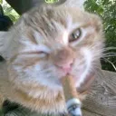 tr_cat_cigar