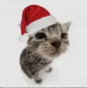Gato de natal