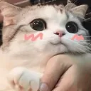 cute cat