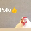 pollo
