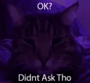 didntaskcat