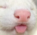 weasel