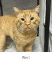 Bert