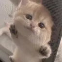 PRXcatsquished | .gg/prixony