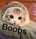 boobs