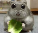 Hamster gnom .gg/dreamsfr