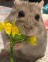 Hamster Flower .gg/dreamsfr