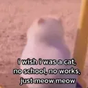  i wish i was a cat