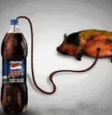 Pepsi Max Pig