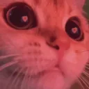 kitty in love  gg/noir18-x