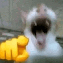 cat laugh