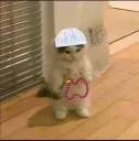 halal cat
